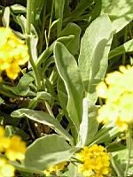 Corbeille d'or, Aurina saxatilis subsp Saxatilis (fam Brassicacees) (Europe centrale et orientale) (5) (Photo F. Mrugala)